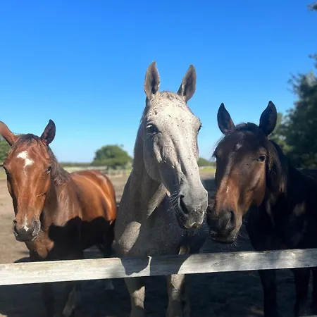 Meerblick Cafe Reiten Spielplaetze Animation Wlan Фанё